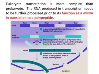 Eukaryote transcription is more complex than
prokaryote. The RNA produced in transcription needs
to be further processed prior to its function as a mRNA
in translation to a polypeptide.
 