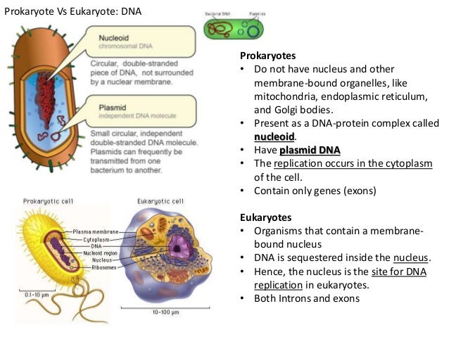 lecture 7 microbial genetics dna vs rna chart