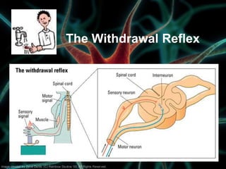Neurons | PPT