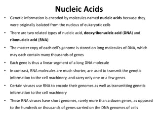 Nucleic Acids
• Genetic information is encoded by molecules named nucleic acids because they
were originally isolated from the nucleus of eukaryotic cells
• There are two related types of nucleic acid, deoxyribonucleic acid (DNA) and
ribonucleic acid (RNA)
• The master copy of each cell’s genome is stored on long molecules of DNA, which
may each contain many thousands of genes
• Each gene is thus a linear segment of a long DNA molecule
• In contrast, RNA molecules are much shorter, are used to transmit the genetic
information to the cell machinery, and carry only one or a few genes
• Certain viruses use RNA to encode their genomes as well as transmitting genetic
information to the cell machinery
• These RNA viruses have short genomes, rarely more than a dozen genes, as opposed
to the hundreds or thousands of genes carried on the DNA genomes of cells
 