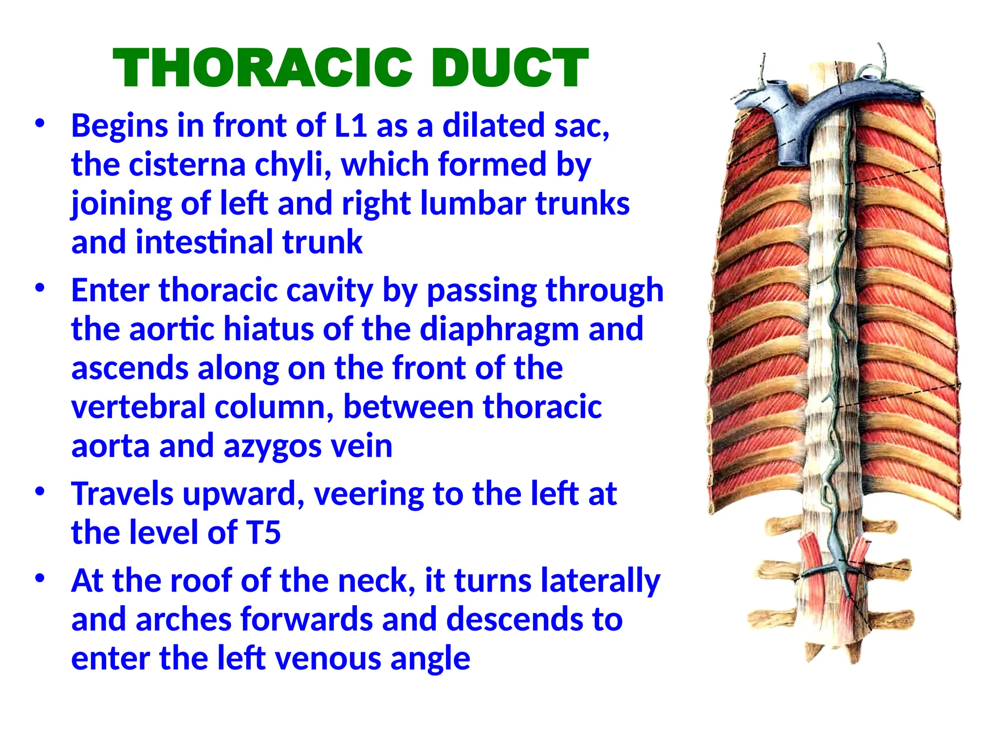 THORACIC DUCT
• Begins in front of L1 as a dilated sac,
the cisterna chyli, which formed by
joining of left and right lumbar trunks
and intestinal trunk
• Enter thoracic cavity by passing through
the aortic hiatus of the diaphragm and
ascends along on the front of the
vertebral column, between thoracic
aorta and azygos vein
• Travels upward, veering to the left at
the level of T5
• At the roof of the neck, it turns laterally
and arches forwards and descends to
enter the left venous angle
 