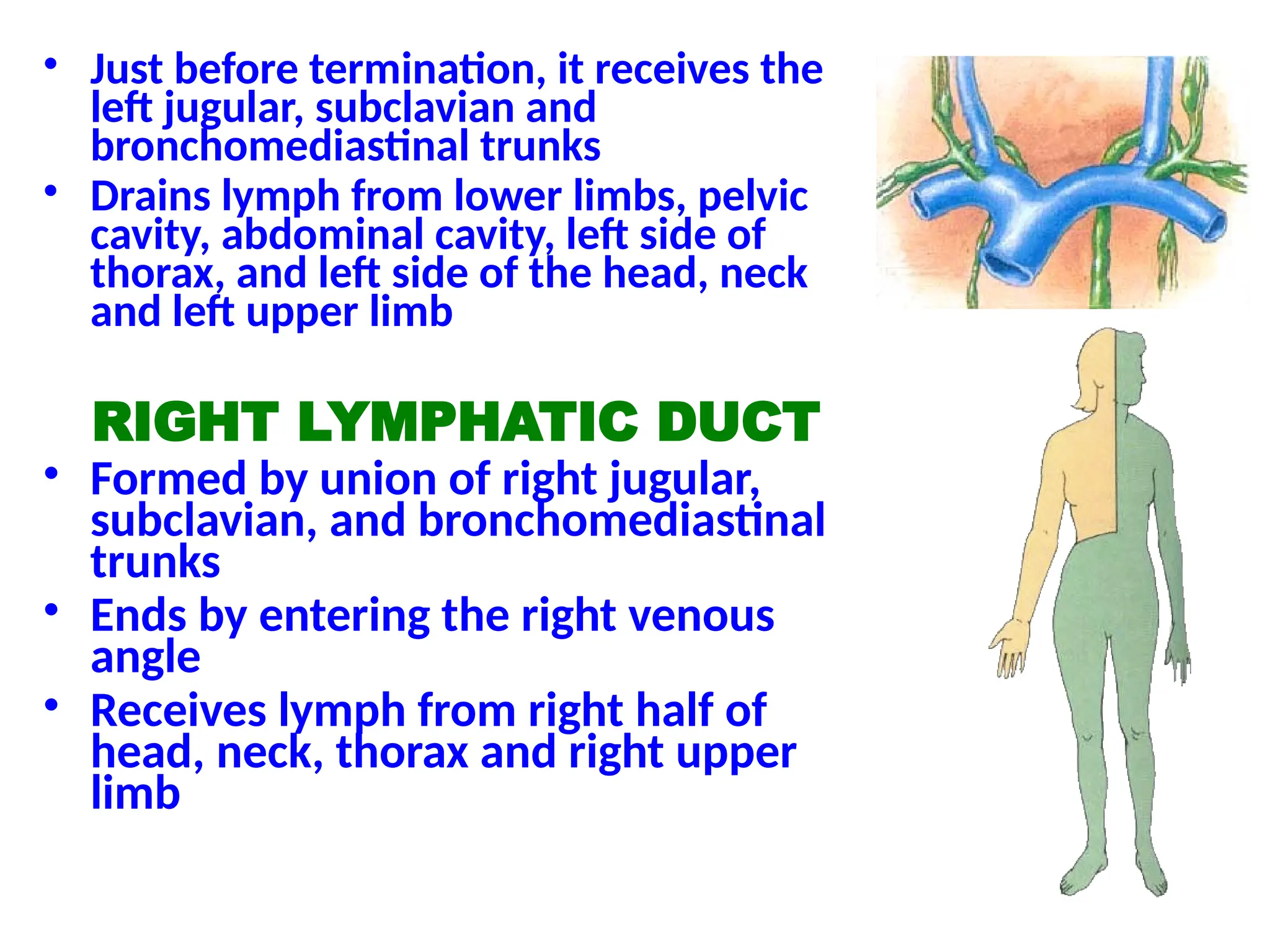 • Just before termination, it receives the
left jugular, subclavian and
bronchomediastinal trunks
• Drains lymph from lower limbs, pelvic
cavity, abdominal cavity, left side of
thorax, and left side of the head, neck
and left upper limb
RIGHT LYMPHATIC DUCT
• Formed by union of right jugular,
subclavian, and bronchomediastinal
trunks
• Ends by entering the right venous
angle
• Receives lymph from right half of
head, neck, thorax and right upper
limb
 