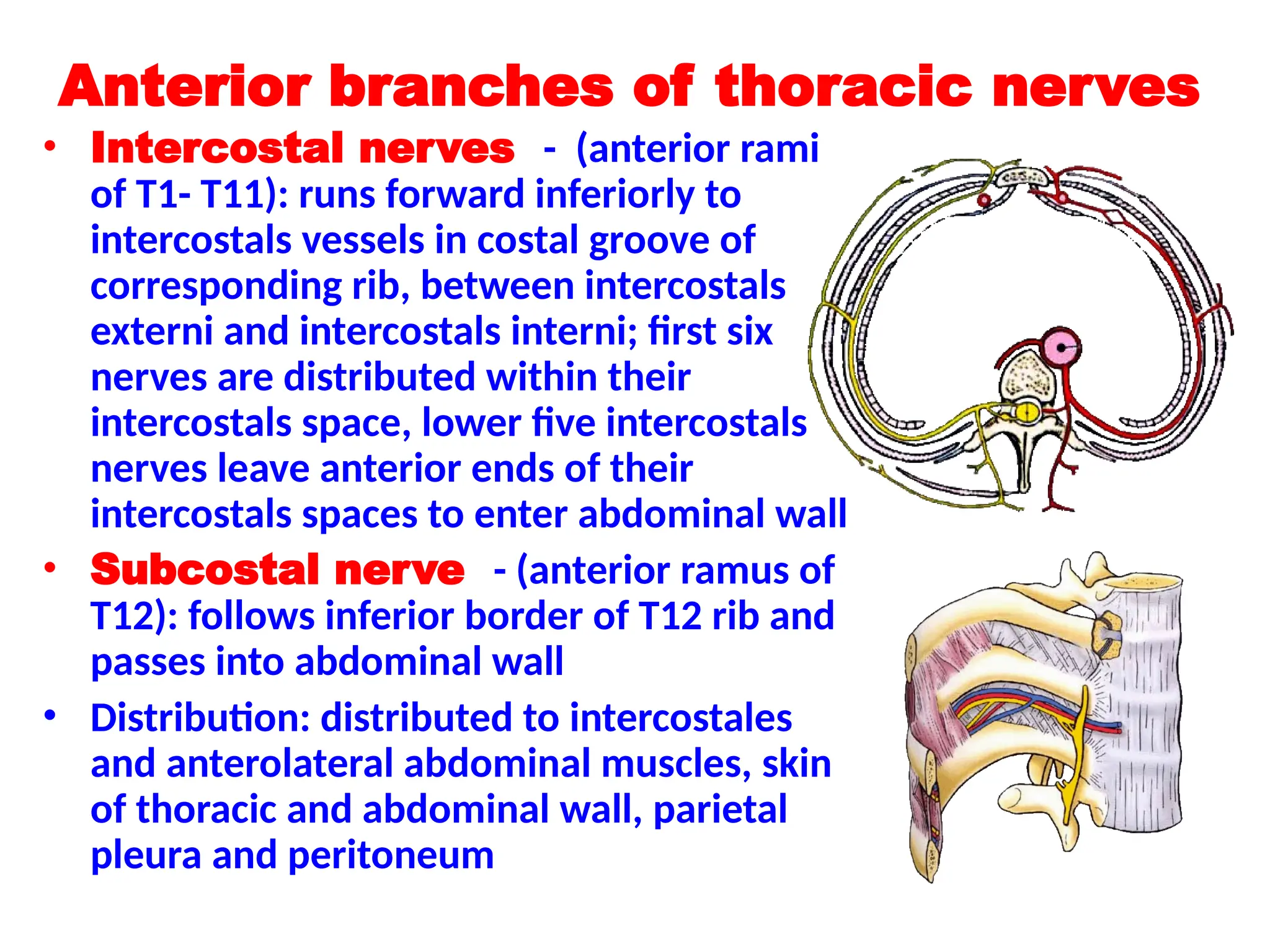 Anterior branches of thoracic nerves
• Intercostal nerves - (anterior rami
of T1- T11): runs forward inferiorly to
intercostals vessels in costal groove of
corresponding rib, between intercostals
externi and intercostals interni; first six
nerves are distributed within their
intercostals space, lower five intercostals
nerves leave anterior ends of their
intercostals spaces to enter abdominal wall
• Subcostal nerve - (anterior ramus of
T12): follows inferior border of T12 rib and
passes into abdominal wall
• Distribution: distributed to intercostales
and anterolateral abdominal muscles, skin
of thoracic and abdominal wall, parietal
pleura and peritoneum
 