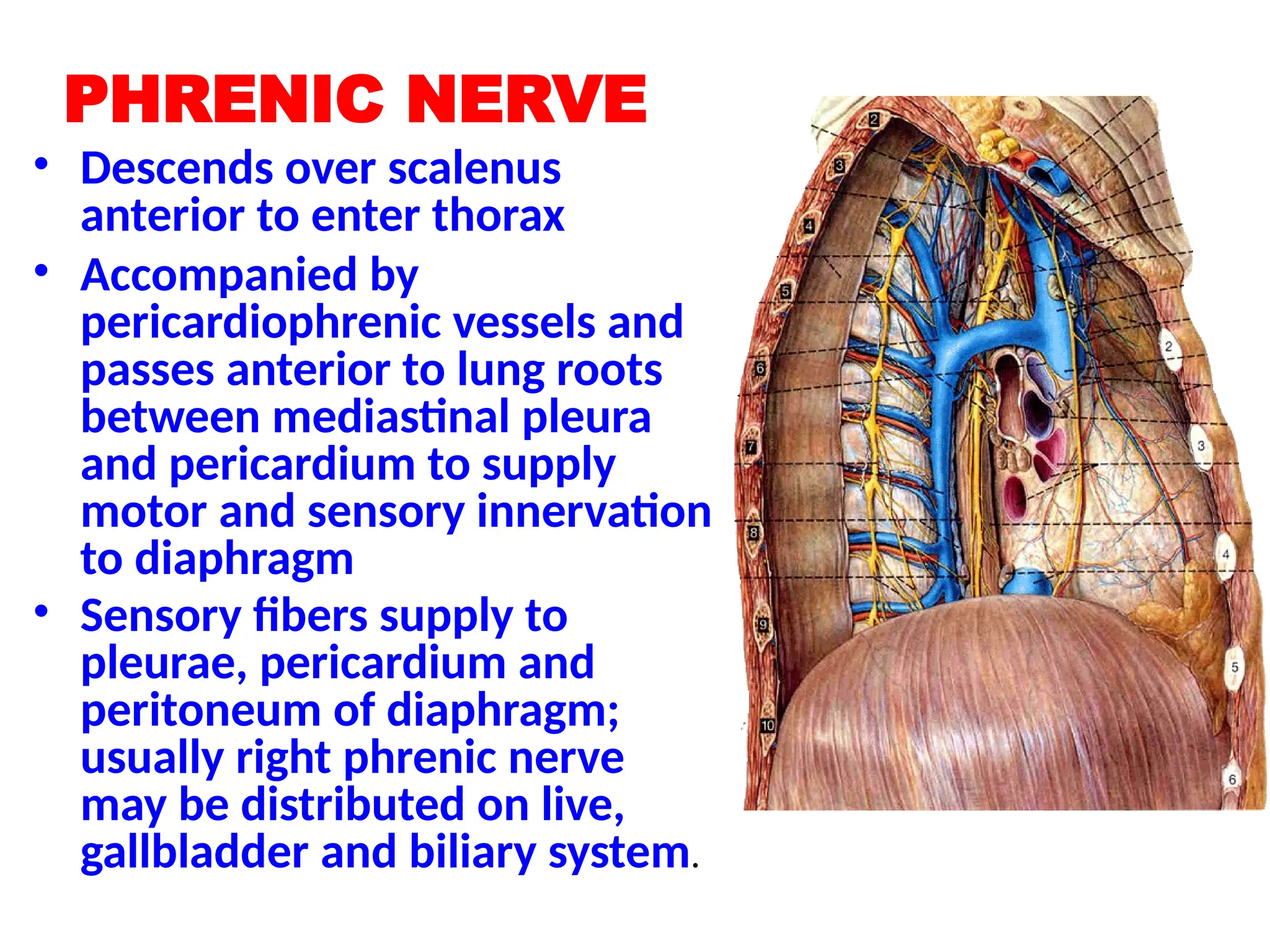 PHRENIC NERVE
• Descends over scalenus
anterior to enter thorax
• Accompanied by
pericardiophrenic vessels and
passes anterior to lung roots
between mediastinal pleura
and pericardium to supply
motor and sensory innervation
to diaphragm
• Sensory fibers supply to
pleurae, pericardium and
peritoneum of diaphragm;
usually right phrenic nerve
may be distributed on live,
gallbladder and biliary system.
 