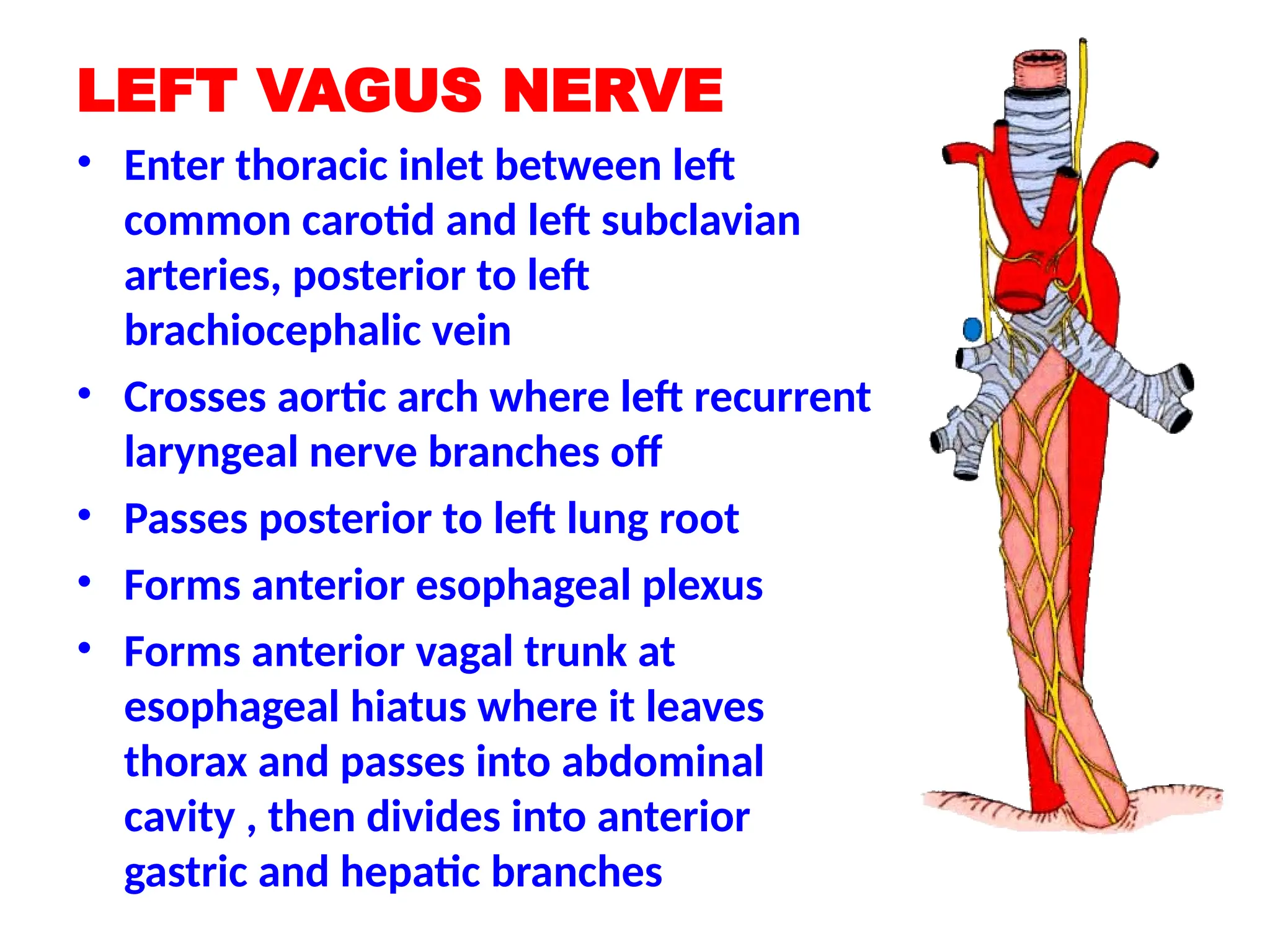 LEFT VAGUS NERVE
• Enter thoracic inlet between left
common carotid and left subclavian
arteries, posterior to left
brachiocephalic vein
• Crosses aortic arch where left recurrent
laryngeal nerve branches off
• Passes posterior to left lung root
• Forms anterior esophageal plexus
• Forms anterior vagal trunk at
esophageal hiatus where it leaves
thorax and passes into abdominal
cavity , then divides into anterior
gastric and hepatic branches
 