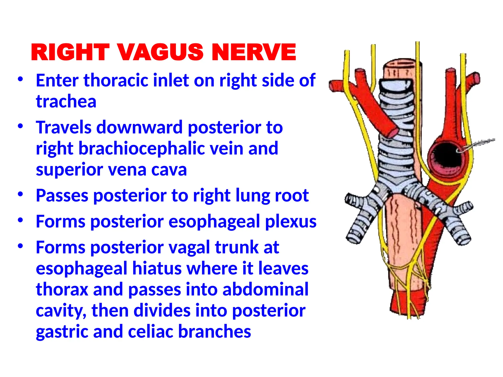 RIGHT VAGUS NERVE
• Enter thoracic inlet on right side of
trachea
• Travels downward posterior to
right brachiocephalic vein and
superior vena cava
• Passes posterior to right lung root
• Forms posterior esophageal plexus
• Forms posterior vagal trunk at
esophageal hiatus where it leaves
thorax and passes into abdominal
cavity, then divides into posterior
gastric and celiac branches
 