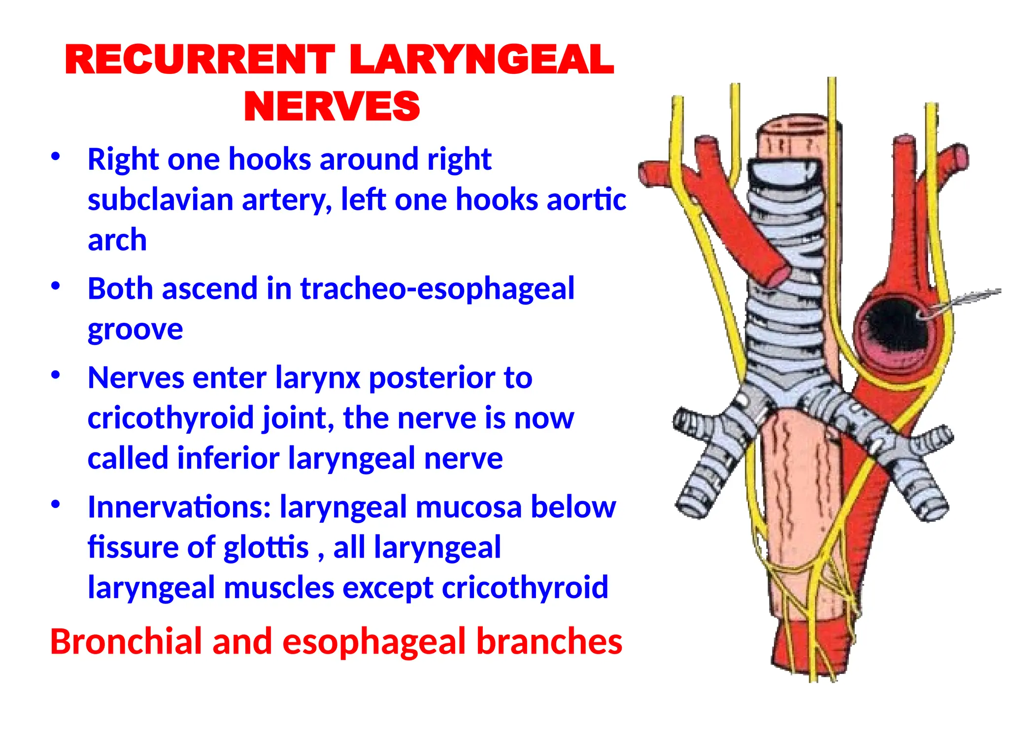 RECURRENT LARYNGEAL
NERVES
• Right one hooks around right
subclavian artery, left one hooks aortic
arch
• Both ascend in tracheo-esophageal
groove
• Nerves enter larynx posterior to
cricothyroid joint, the nerve is now
called inferior laryngeal nerve
• Innervations: laryngeal mucosa below
fissure of glottis , all laryngeal
laryngeal muscles except cricothyroid
Bronchial and esophageal branches
 