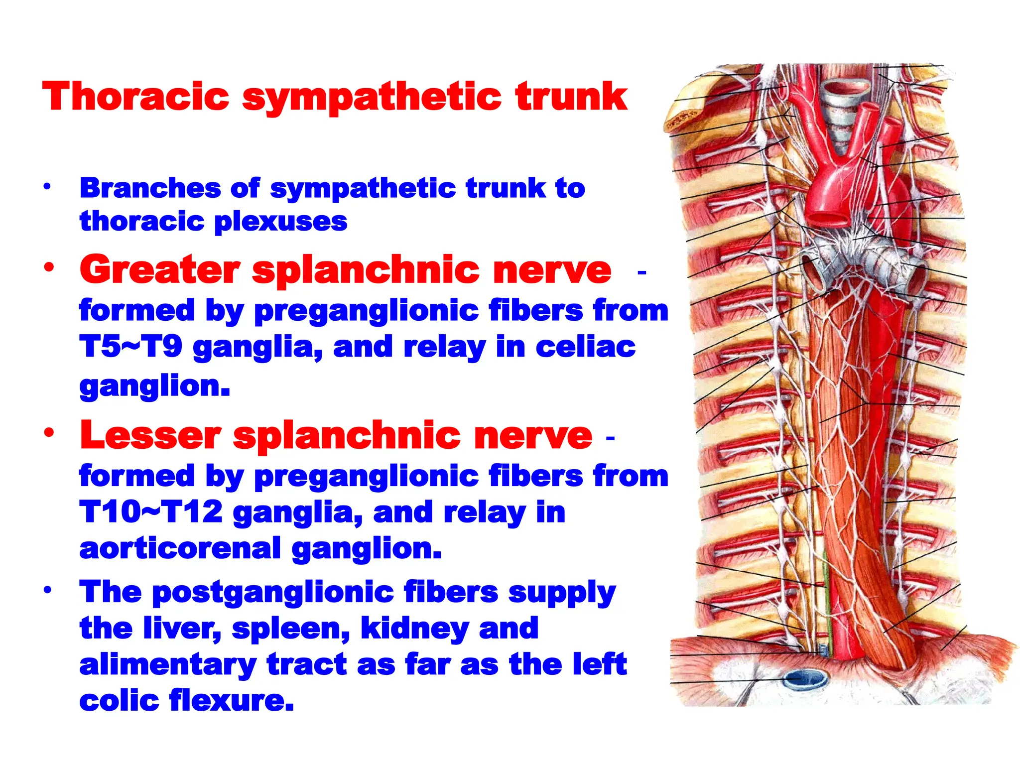 Thoracic sympathetic trunk
• Branches of sympathetic trunk to
thoracic plexuses
• Greater splanchnic nerve -
formed by preganglionic fibers from
T5~T9 ganglia, and relay in celiac
ganglion.
• Lesser splanchnic nerve -
formed by preganglionic fibers from
T10~T12 ganglia, and relay in
aorticorenal ganglion.
• The postganglionic fibers supply
the liver, spleen, kidney and
alimentary tract as far as the left
colic flexure.
 