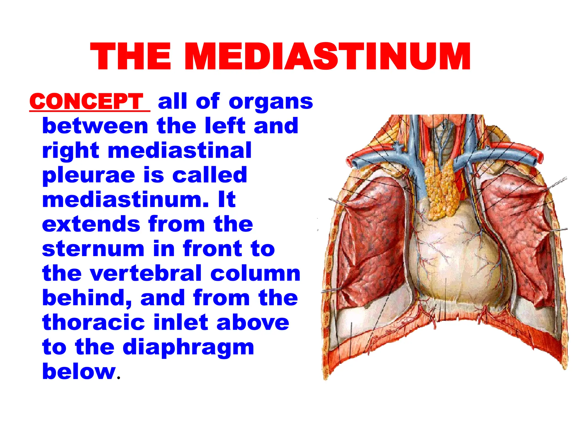 THE MEDIASTINUM
CONCEPT all of organs
between the left and
right mediastinal
pleurae is called
mediastinum. It
extends from the
sternum in front to
the vertebral column
behind, and from the
thoracic inlet above
to the diaphragm
below.
 