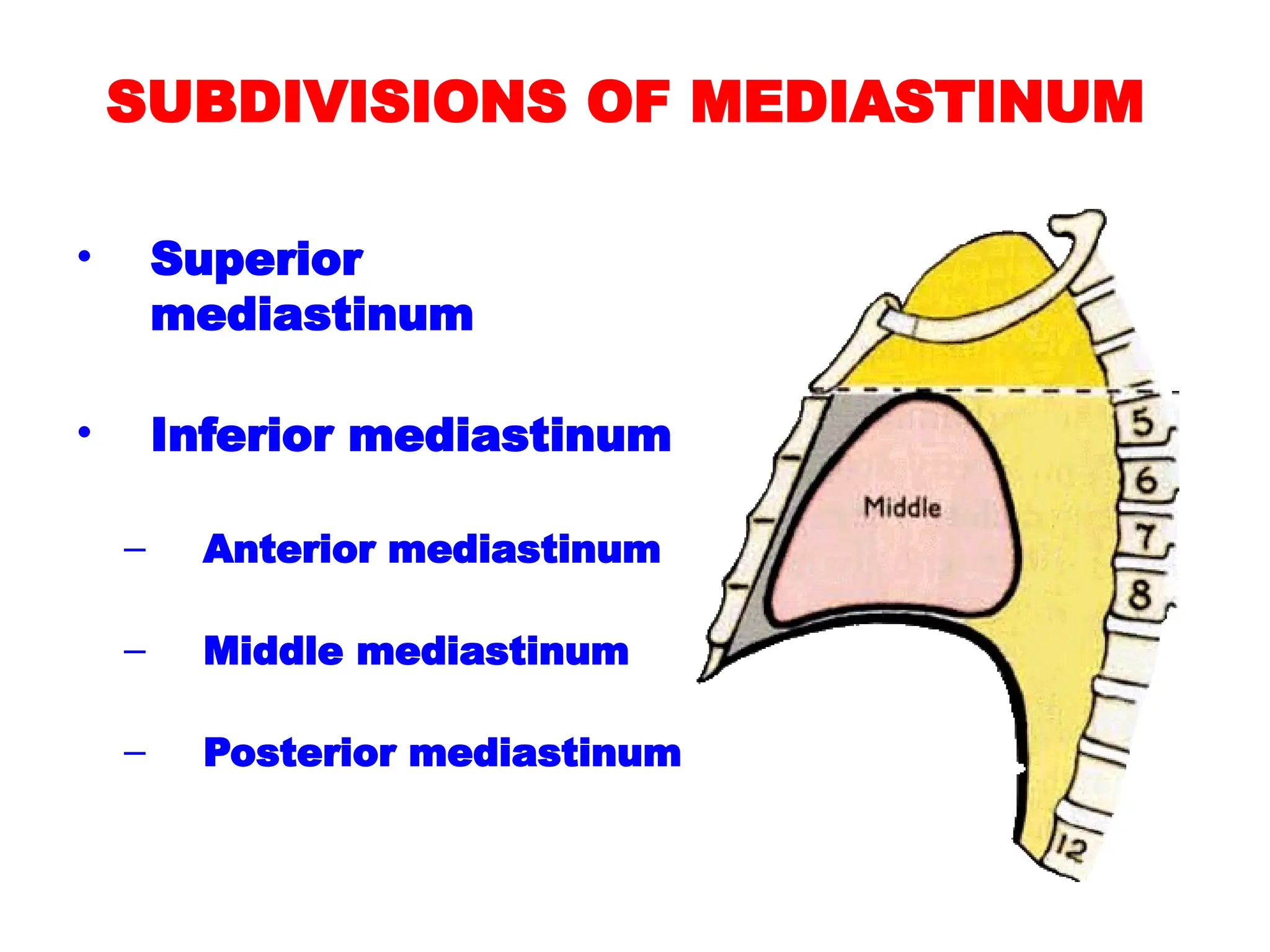 SUBDIVISIONS OF MEDIASTINUM
• Superior
mediastinum
• Inferior mediastinum
– Anterior mediastinum
– Middle mediastinum
– Posterior mediastinum
 