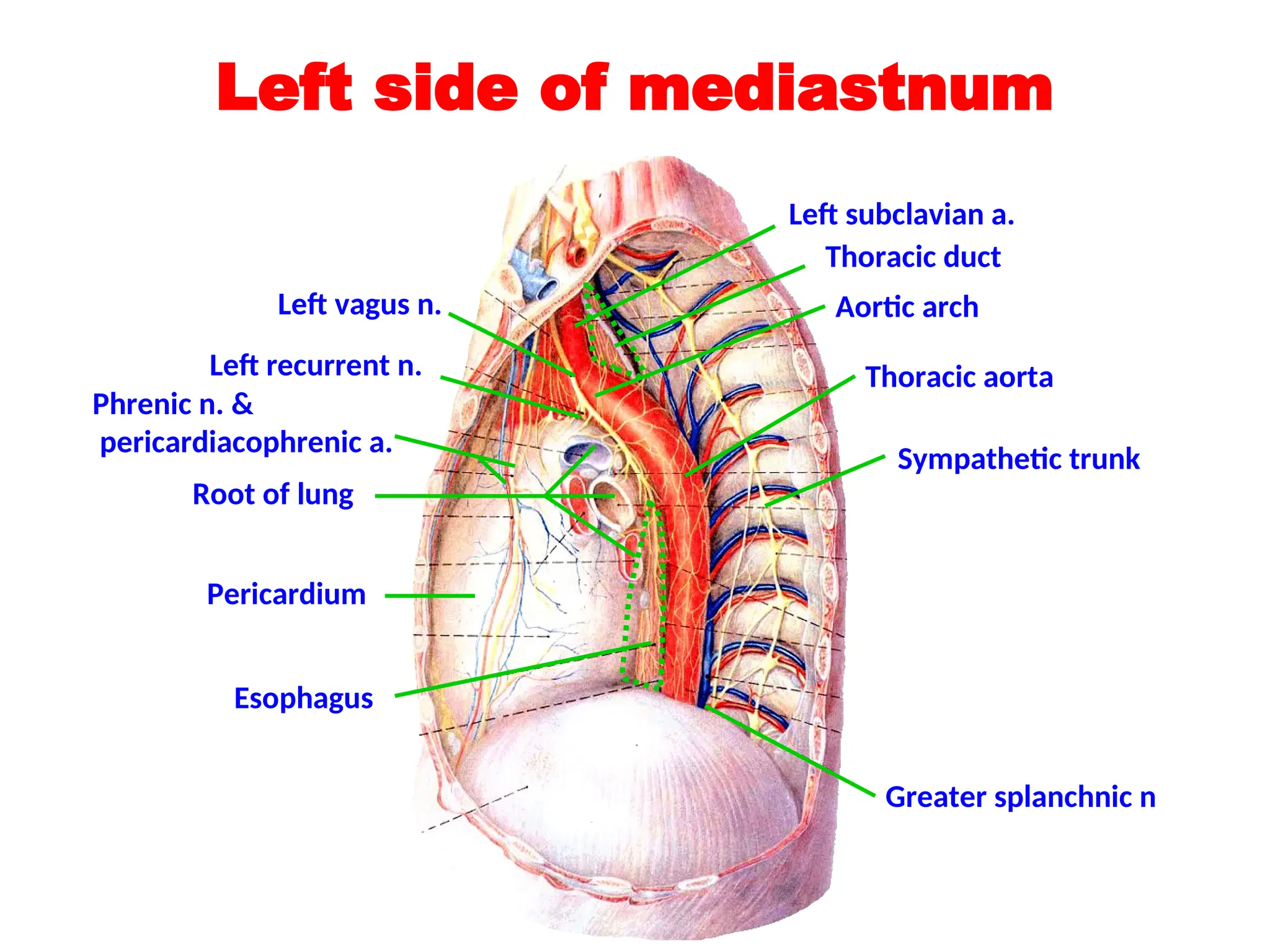 Left side of mediastnum
Root of lung
Pericardium
Phrenic n. &
pericardiacophrenic a.
Left vagus n.
Left recurrent n. Thoracic aorta
Sympathetic trunk
Greater splanchnic n
Aortic arch
Thoracic duct
Left subclavian a.
Esophagus
 