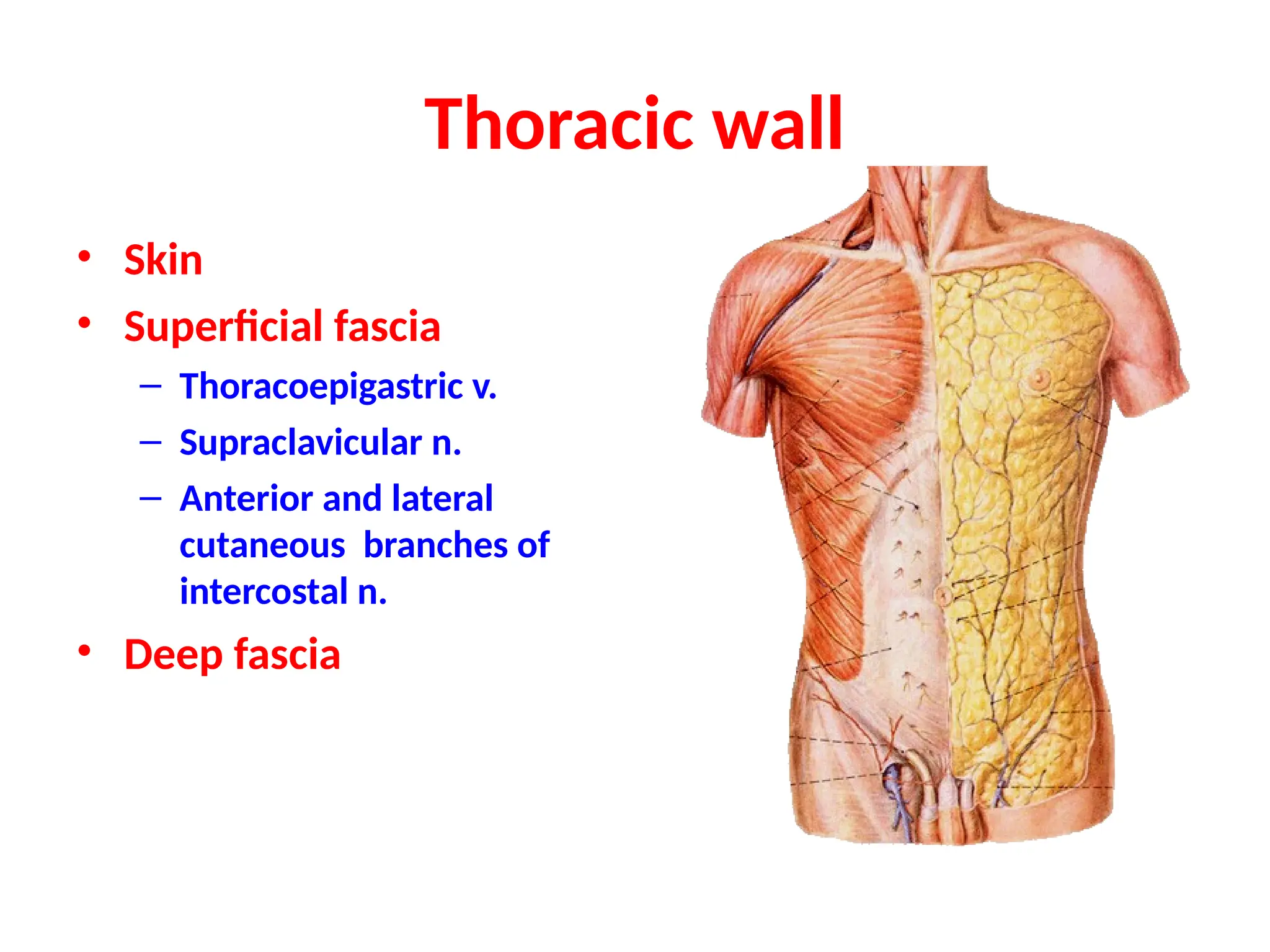 Thoracic wall
• Skin
• Superficial fascia
– Thoracoepigastric v.
– Supraclavicular n.
– Anterior and lateral
cutaneous branches of
intercostal n.
• Deep fascia
 