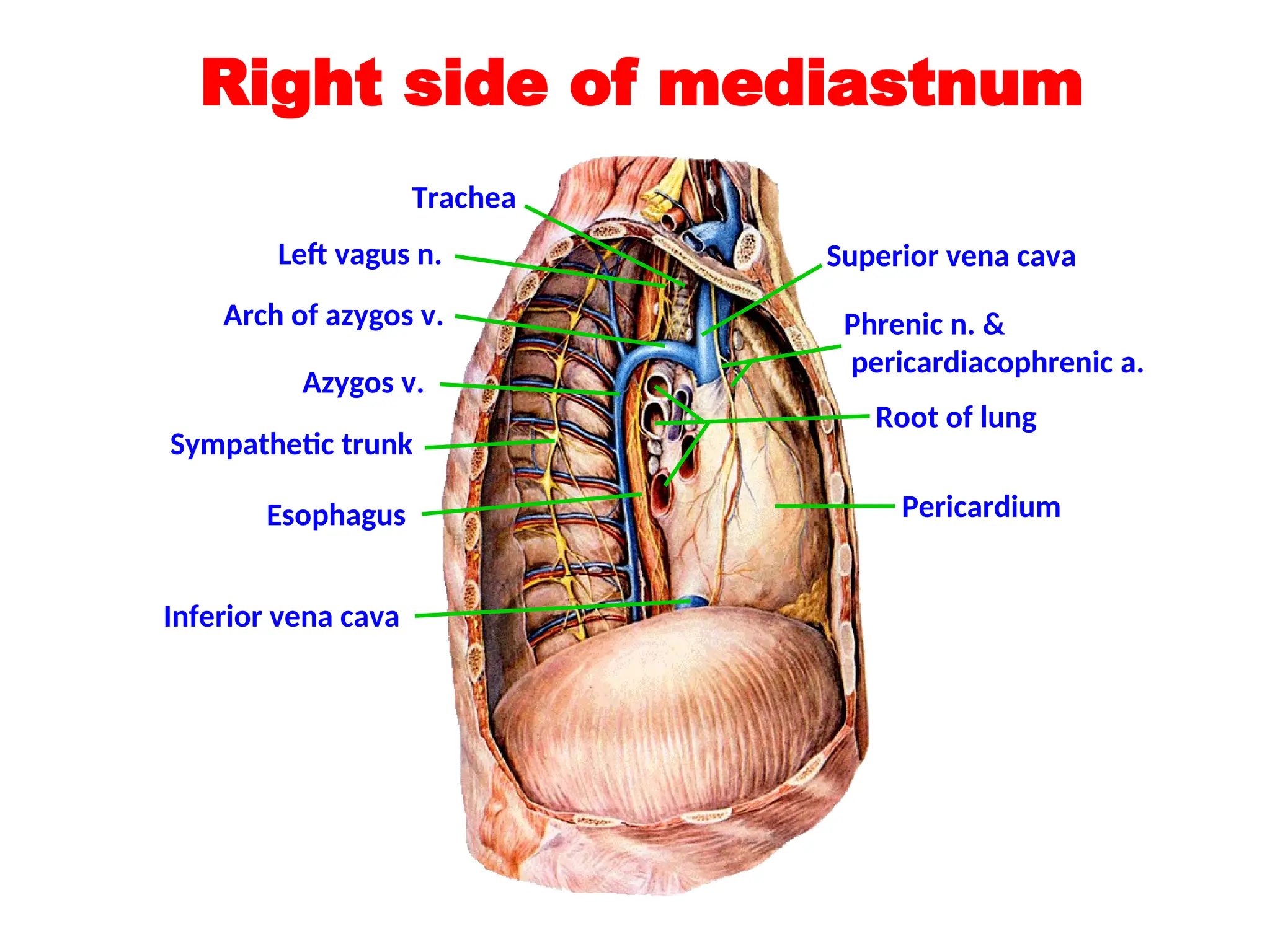 Right side of mediastnum
Root of lung
Pericardium
Superior vena cava
Phrenic n. &
pericardiacophrenic a.
Left vagus n.
Azygos v.
Sympathetic trunk
Esophagus
Arch of azygos v.
Trachea
Inferior vena cava
 