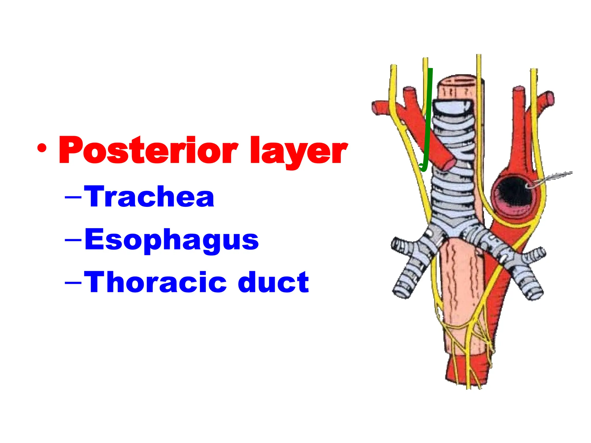• Posterior layer
–Trachea
–Esophagus
–Thoracic duct
 