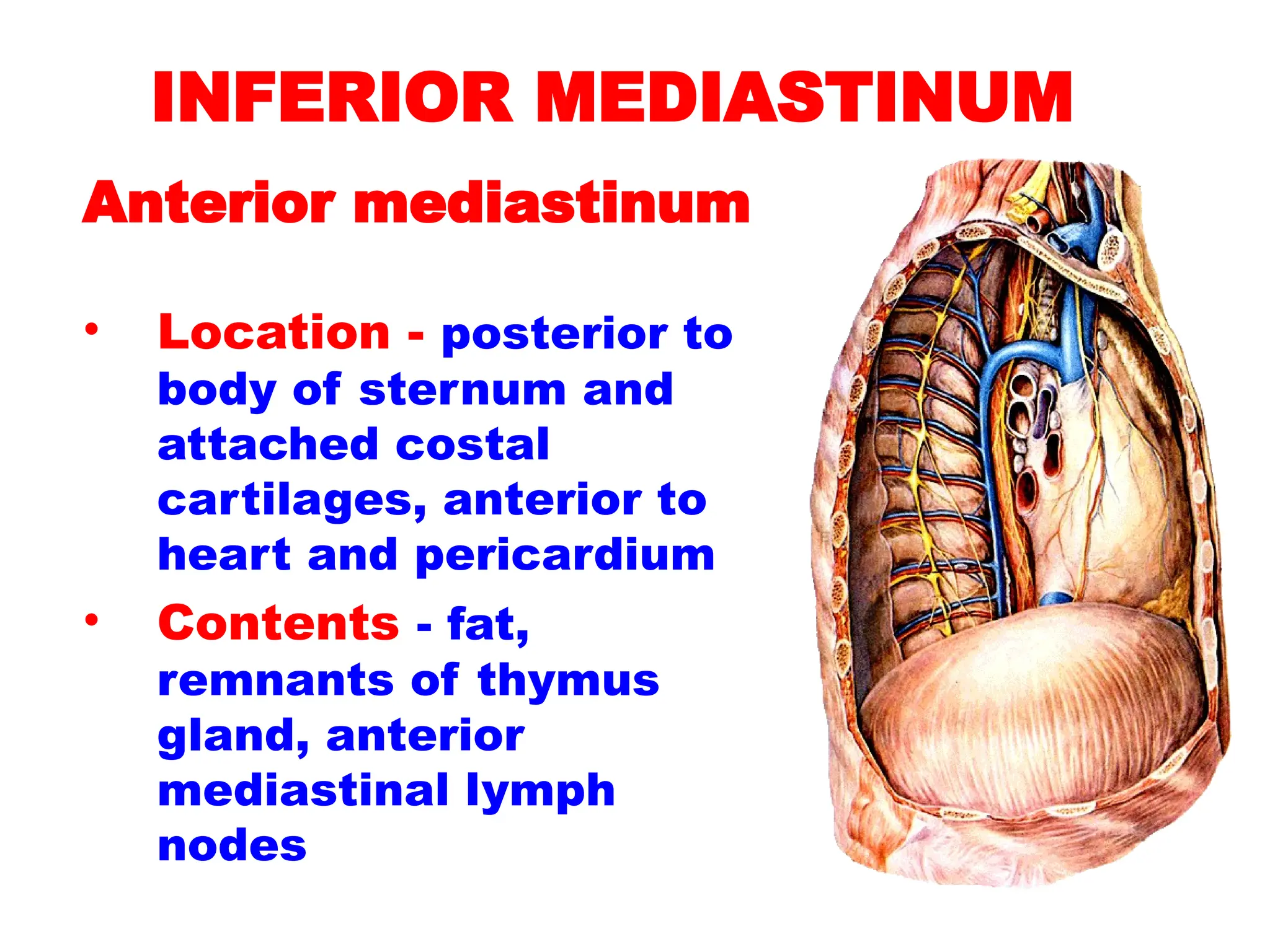INFERIOR MEDIASTINUM
Anterior mediastinum
• Location - posterior to
body of sternum and
attached costal
cartilages, anterior to
heart and pericardium
• Contents - fat,
remnants of thymus
gland, anterior
mediastinal lymph
nodes
 