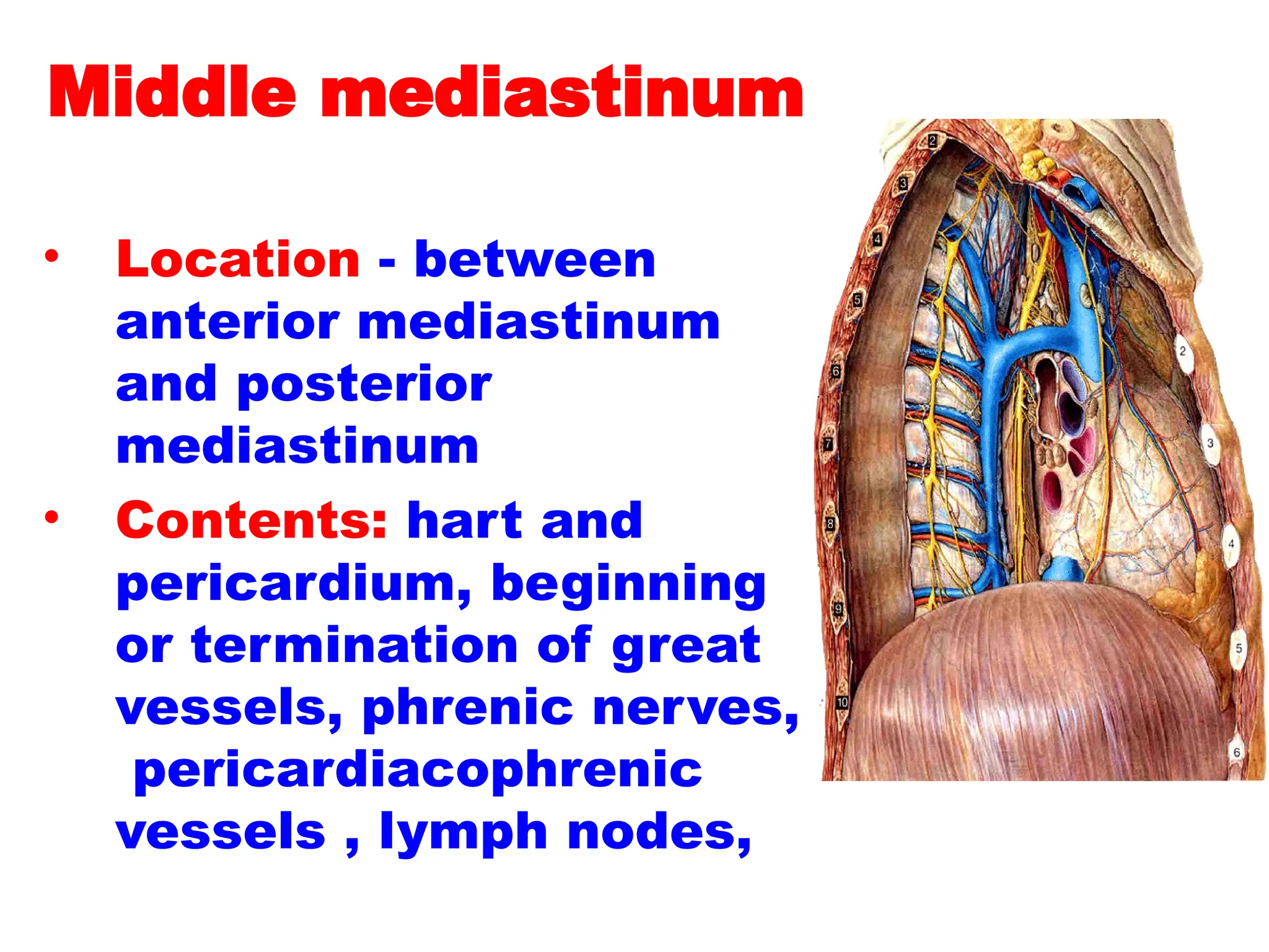 Middle mediastinum
• Location - between
anterior mediastinum
and posterior
mediastinum
• Contents: hart and
pericardium, beginning
or termination of great
vessels, phrenic nerves,
pericardiacophrenic
vessels , lymph nodes,
 