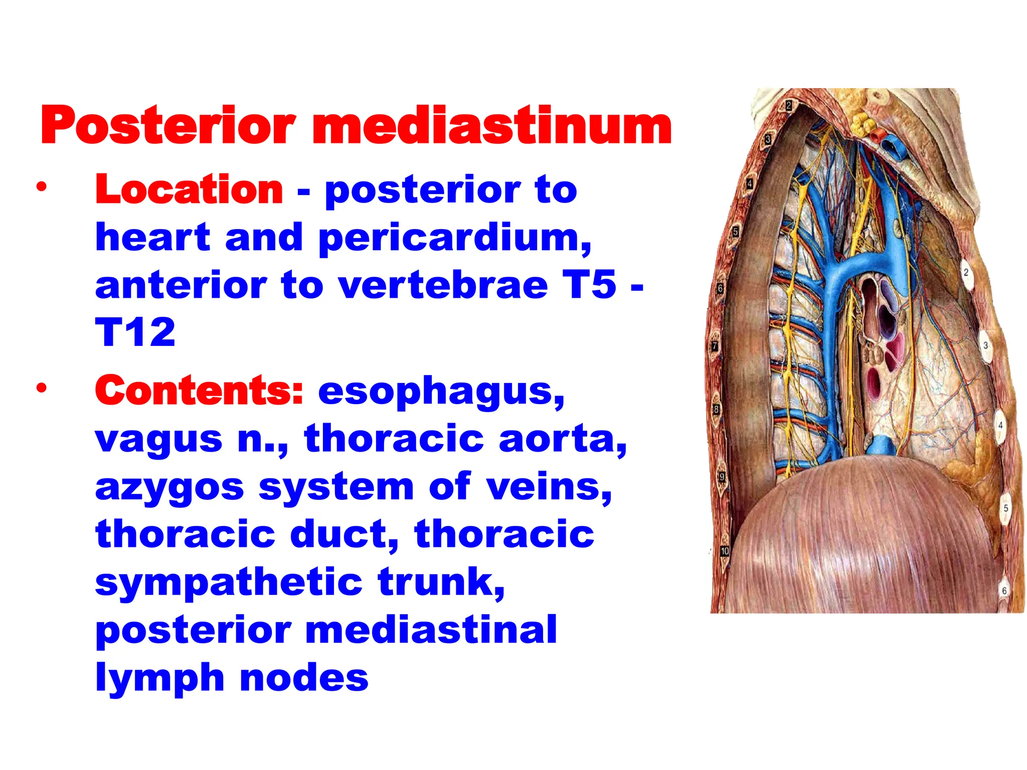 Posterior mediastinum
• Location - posterior to
heart and pericardium,
anterior to vertebrae T5 -
T12
• Contents: esophagus,
vagus n., thoracic aorta,
azygos system of veins,
thoracic duct, thoracic
sympathetic trunk,
posterior mediastinal
lymph nodes
 