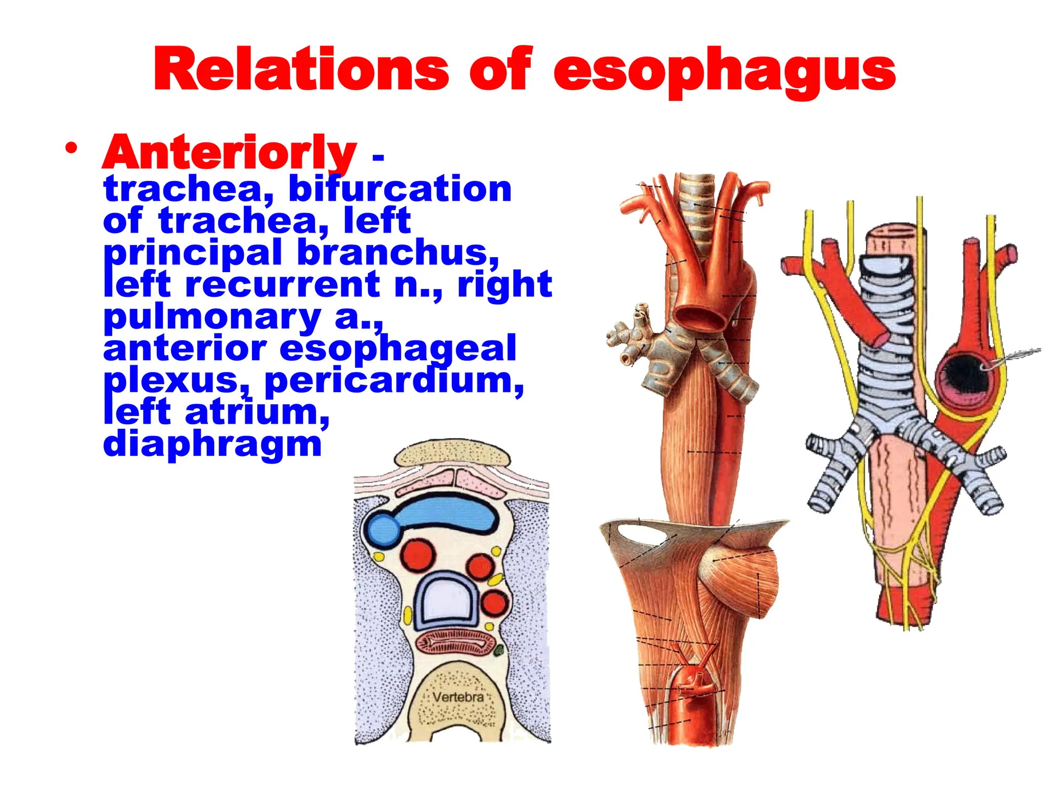 Relations of esophagus
• Anteriorly -
trachea, bifurcation
of trachea, left
principal branchus,
left recurrent n., right
pulmonary a.,
anterior esophageal
plexus, pericardium,
left atrium,
diaphragm
 