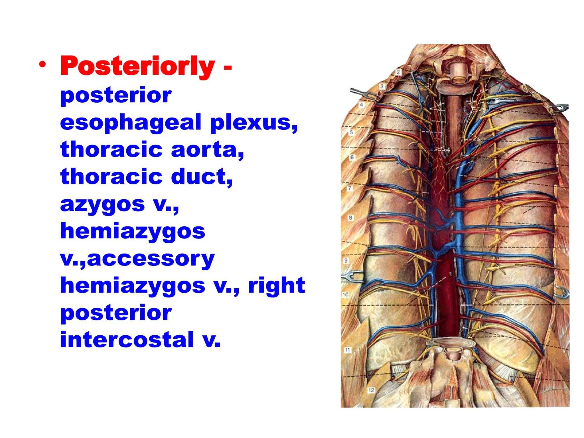 • Posteriorly -
posterior
esophageal plexus,
thoracic aorta,
thoracic duct,
azygos v.,
hemiazygos
v.,accessory
hemiazygos v., right
posterior
intercostal v.
 