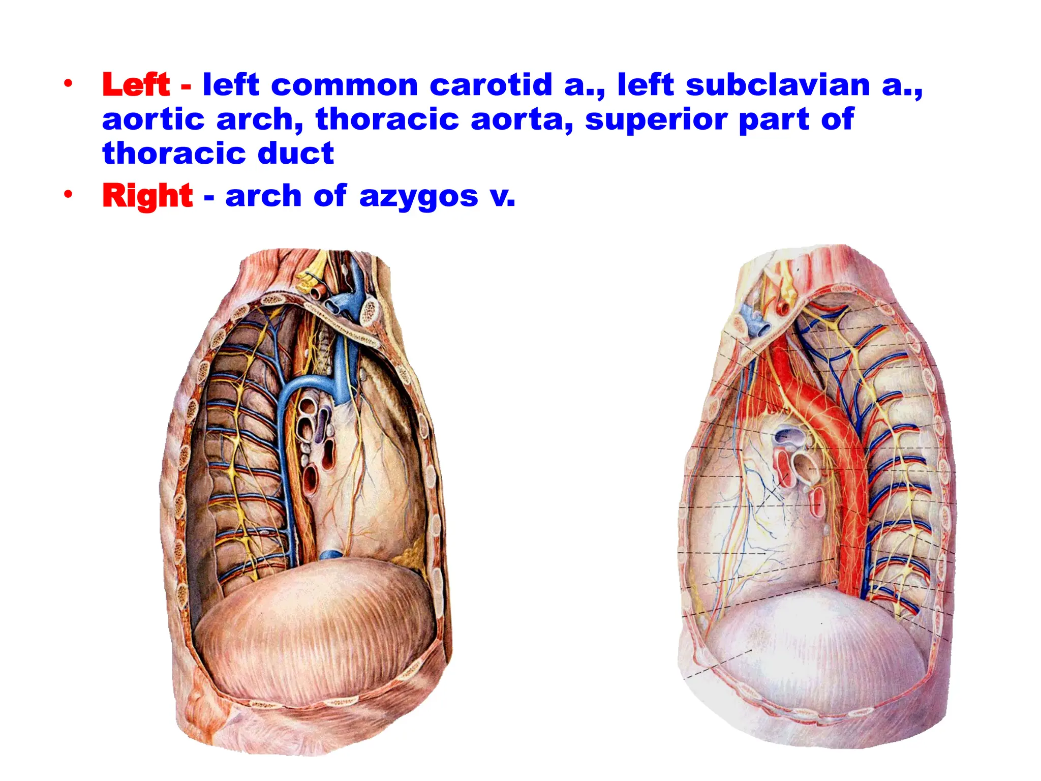 • Left - left common carotid a., left subclavian a.,
aortic arch, thoracic aorta, superior part of
thoracic duct
• Right - arch of azygos v.
 