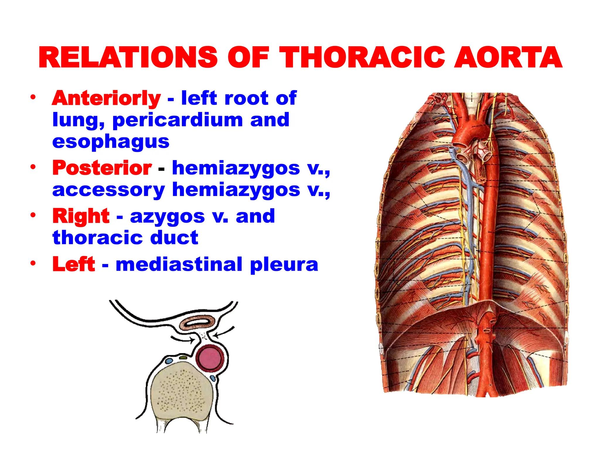 RELATIONS OF THORACIC AORTA
• Anteriorly - left root of
lung, pericardium and
esophagus
• Posterior - hemiazygos v.,
accessory hemiazygos v.,
• Right - azygos v. and
thoracic duct
• Left - mediastinal pleura
 