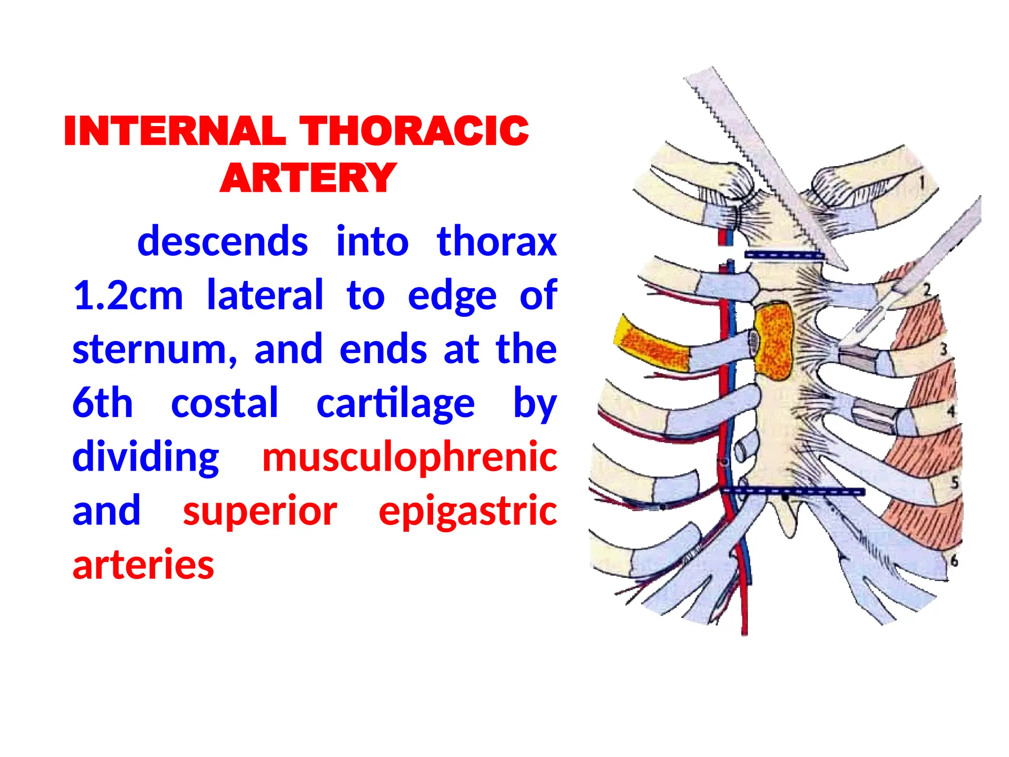 INTERNAL THORACIC
ARTERY
descends into thorax
1.2cm lateral to edge of
sternum, and ends at the
6th costal cartilage by
dividing musculophrenic
and superior epigastric
arteries
 
