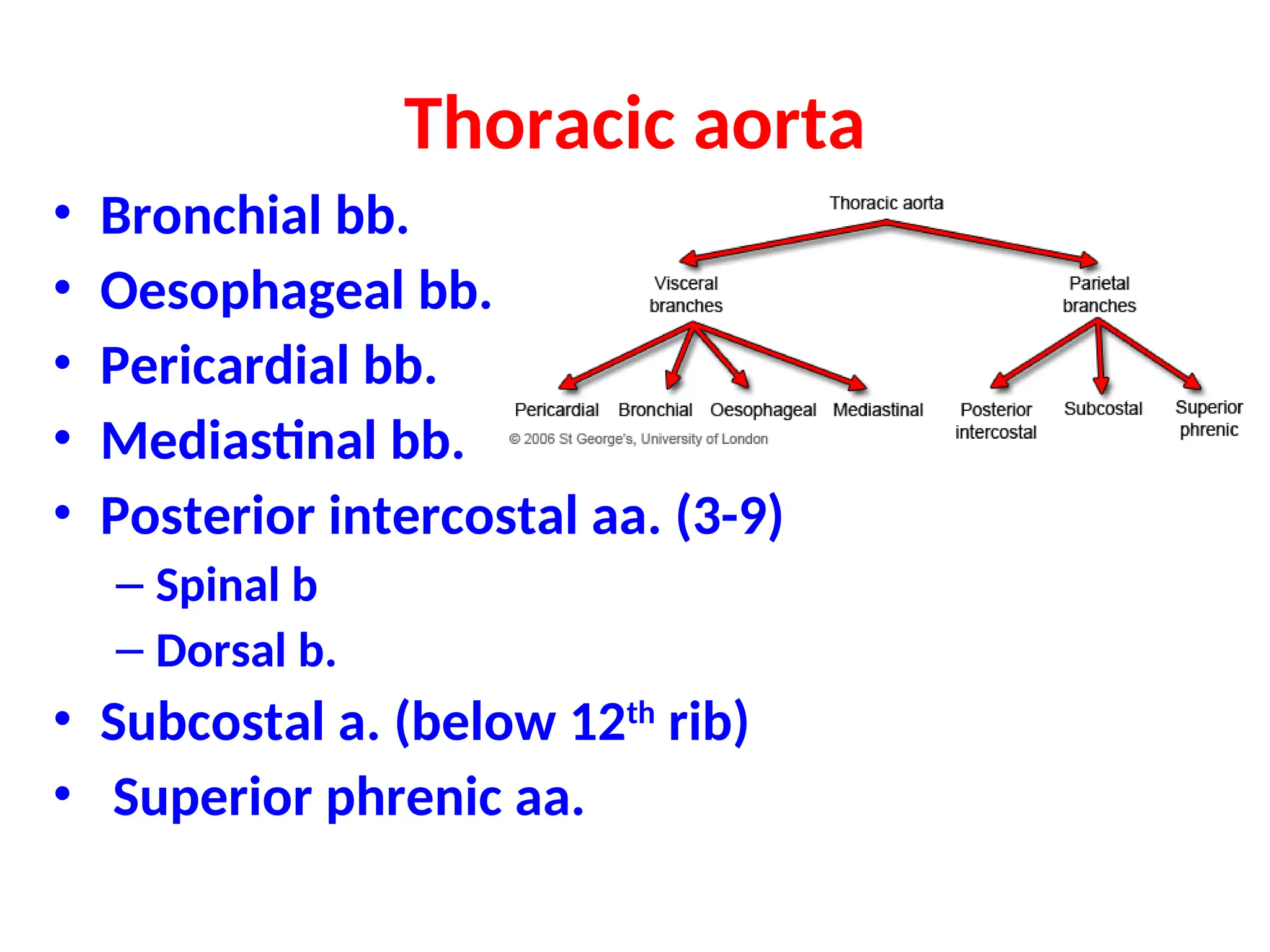 Thoracic aorta
• Bronchial bb.
• Oesophageal bb.
• Pericardial bb.
• Mediastinal bb.
• Posterior intercostal aa. (3-9)
– Spinal b
– Dorsal b.
• Subcostal a. (below 12th
rib)
• Superior phrenic aa.
 
