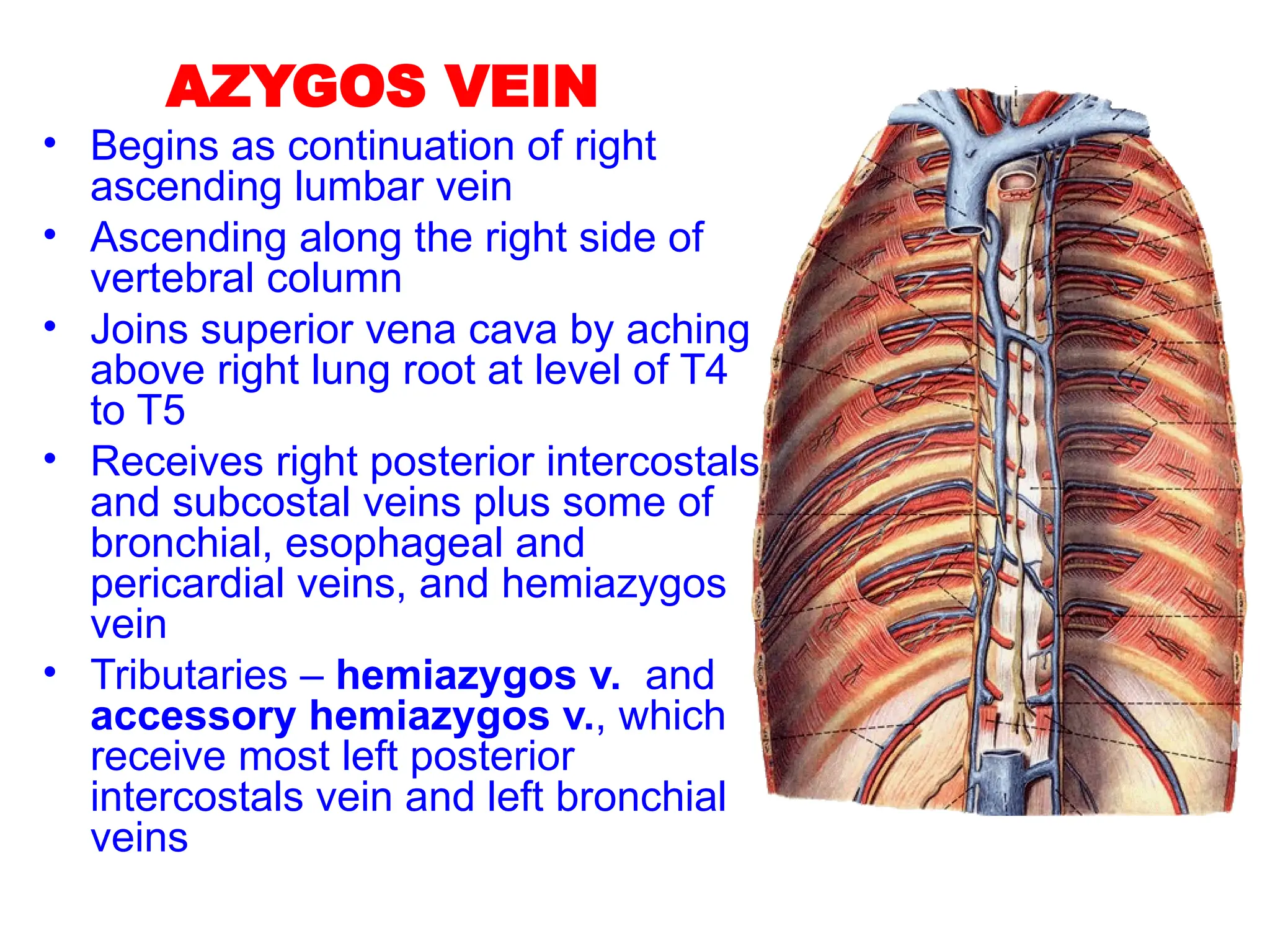 AZYGOS VEIN
• Begins as continuation of right
ascending lumbar vein
• Ascending along the right side of
vertebral column
• Joins superior vena cava by aching
above right lung root at level of T4
to T5
• Receives right posterior intercostals
and subcostal veins plus some of
bronchial, esophageal and
pericardial veins, and hemiazygos
vein
• Tributaries – hemiazygos v. and
accessory hemiazygos v., which
receive most left posterior
intercostals vein and left bronchial
veins
 