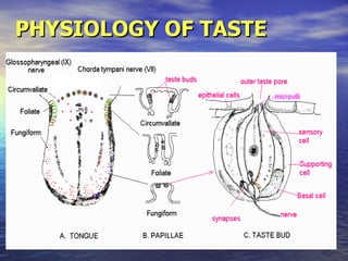 PHYSIOLOGY OF TASTE 