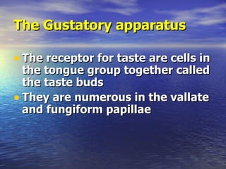 The Gustatory apparatus <ul><li>The receptor for taste are cells in the tongue group together called the taste buds </li><...