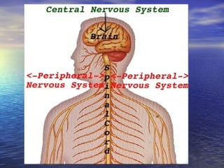 Lecture 7 physiology of the nervous system Slide 12