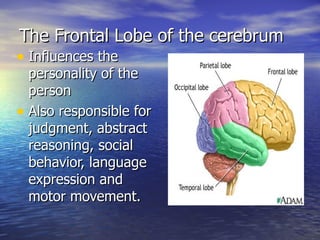 The Frontal Lobe of the cerebrum <ul><li>Influences the personality of the person </li></ul><ul><li>Also responsible for j...