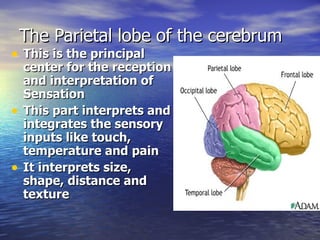 The Parietal lobe of the cerebrum <ul><li>This is the principal center for the reception and interpretation of Sensation <...