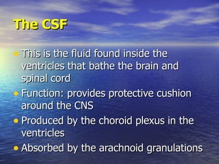 The CSF <ul><li>This is the fluid found inside the ventricles that bathe the brain and spinal cord </li></ul><ul><li>Funct...