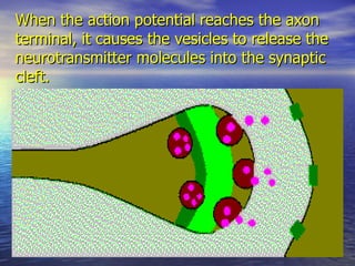 When the action potential reaches the axon terminal, it causes the vesicles to release the neurotransmitter molecules into...