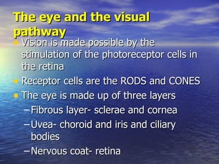 The eye and the visual pathway <ul><li>Vision is made possible by the stimulation of the photoreceptor cells in the retina...