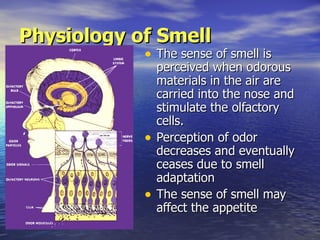 Physiology of Smell <ul><li>The sense of smell is perceived when odorous materials in the air are carried into the nose an...