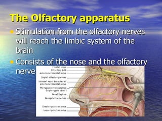 The Olfactory apparatus <ul><li>Stimulation from the olfactory nerves will reach the limbic system of the brain </li></ul>...