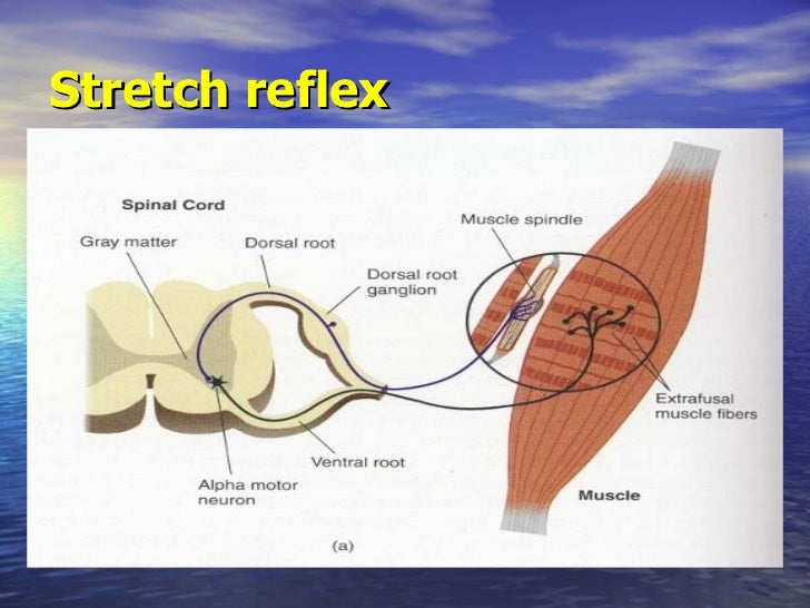 Lecture 7 physiology of the nervous system