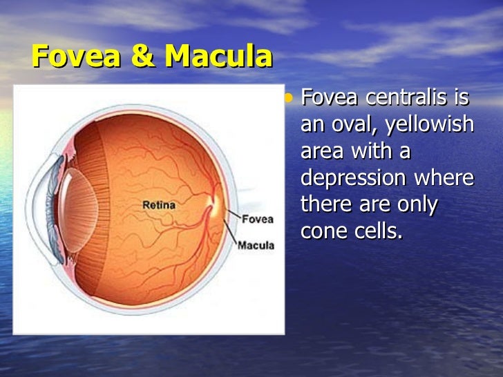 Lecture 7 physiology of the nervous system