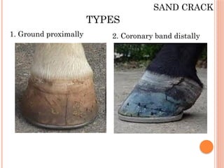 Sand Toe Lecture 7 Sand crack, seedy toe, fractures of third phalanx, pedal ...