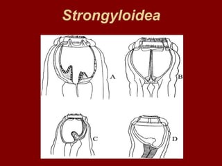 Strongyloidea
 