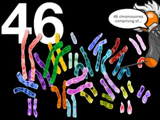 46   46 chromosomes
      comprising of...
 