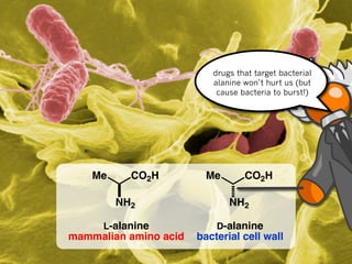 drugs that target bacterial
                          alanine won’t hurt us (but
                           cause bacteria to burst!)




    Me     CO2H          Me       CO2H

         NH2                  NH2

      L-alanine            D-alanine
mammalian amino acid   bacterial cell wall
 