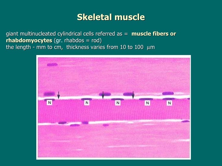 What is the only type of muscle with multinucleated fibers?