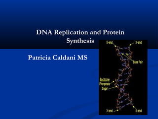 DNA Replication and Protein
         Synthesis

Patricia Caldani MS
 