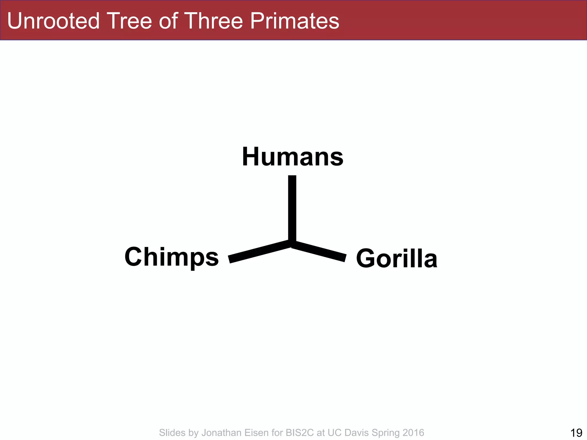 Slides by Jonathan Eisen for BIS2C at UC Davis Spring 2016
Unrooted Tree of Three Primates
19
Humans
Chimps Gorilla
 