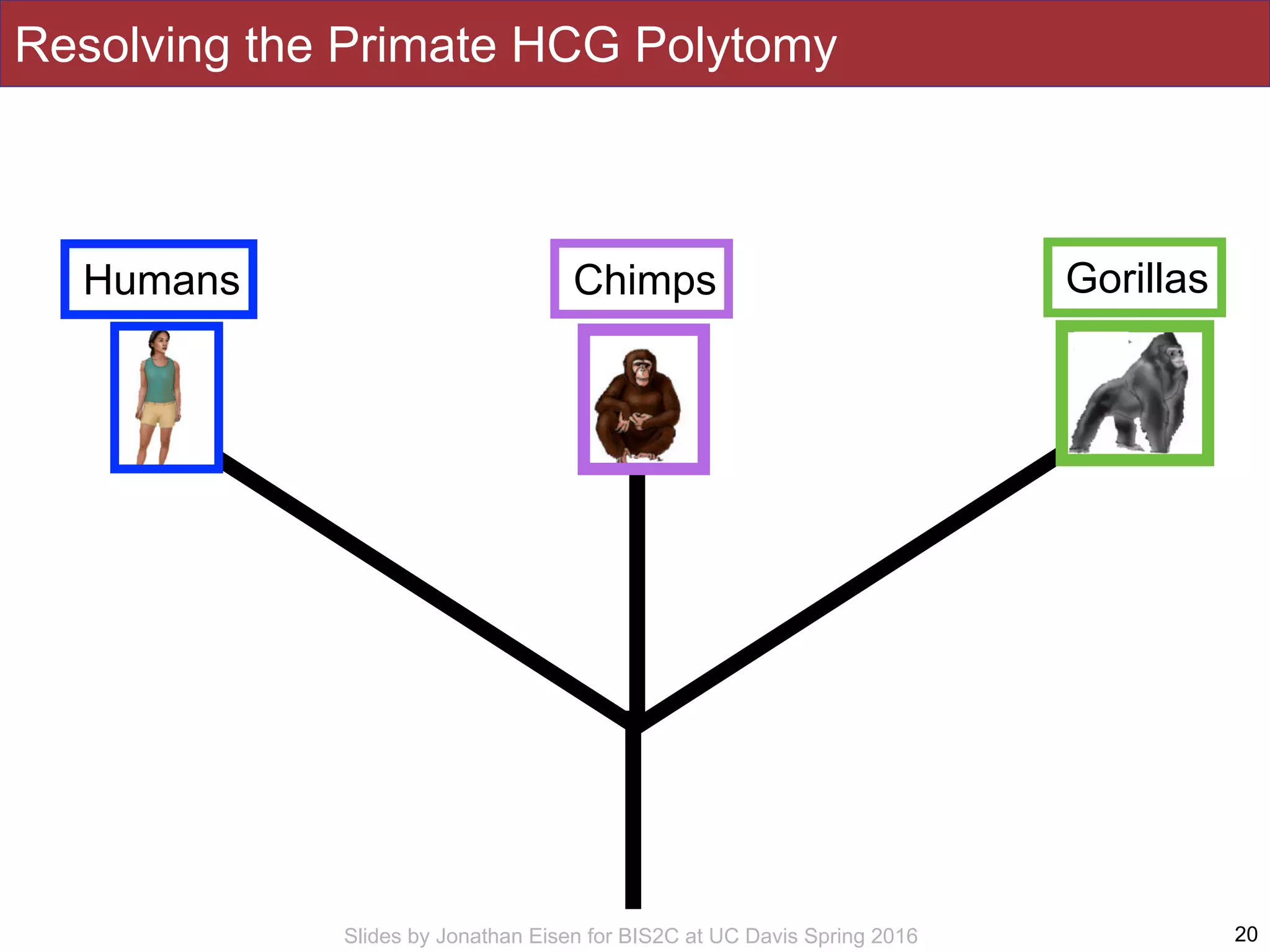 Slides by Jonathan Eisen for BIS2C at UC Davis Spring 2016 20
Resolving the Primate HCG Polytomy
Humans GorillasChimps
 