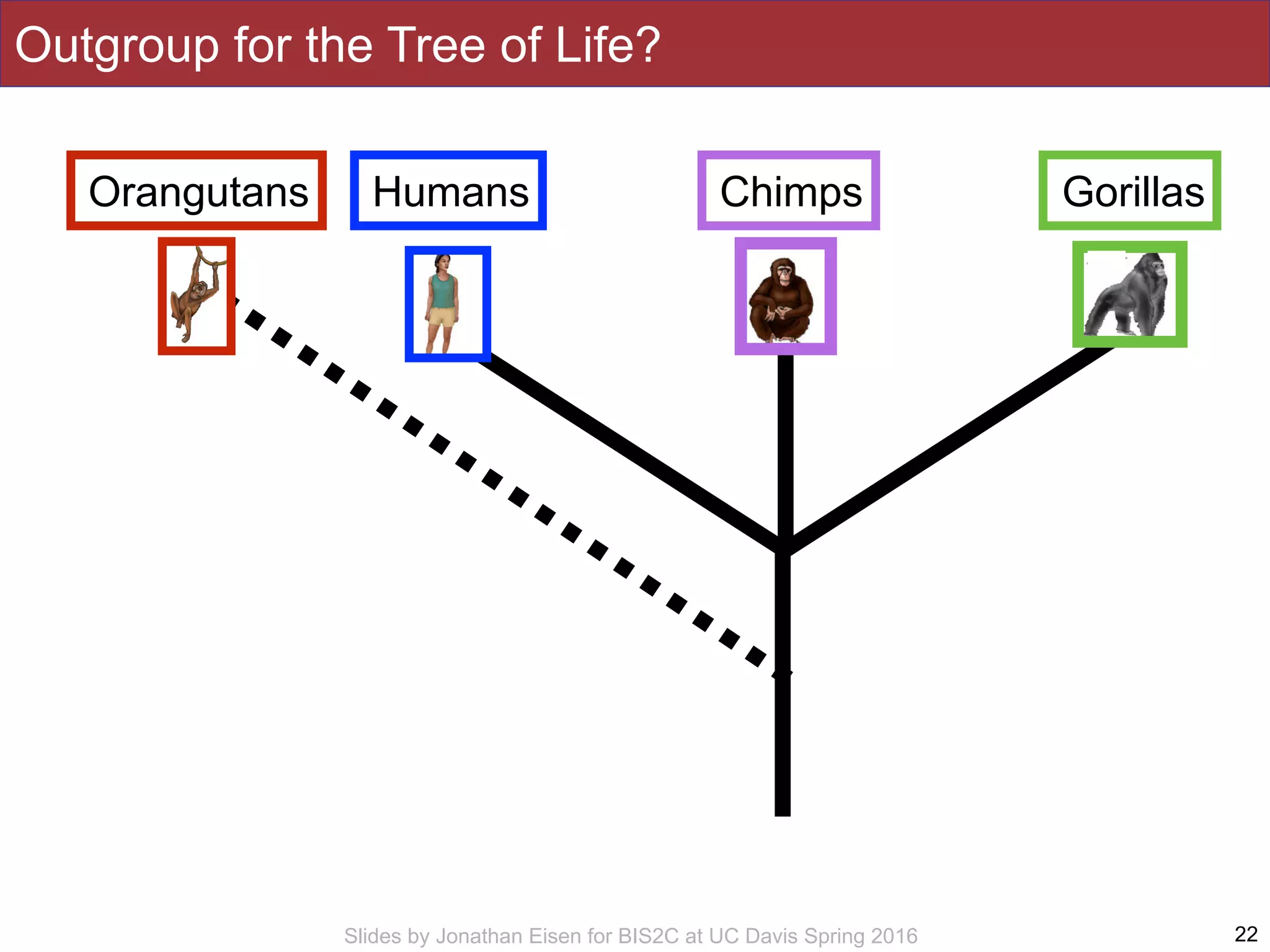 Slides by Jonathan Eisen for BIS2C at UC Davis Spring 2016 22
Outgroup for the Tree of Life?
Humans GorillasChimpsOrangutans
 