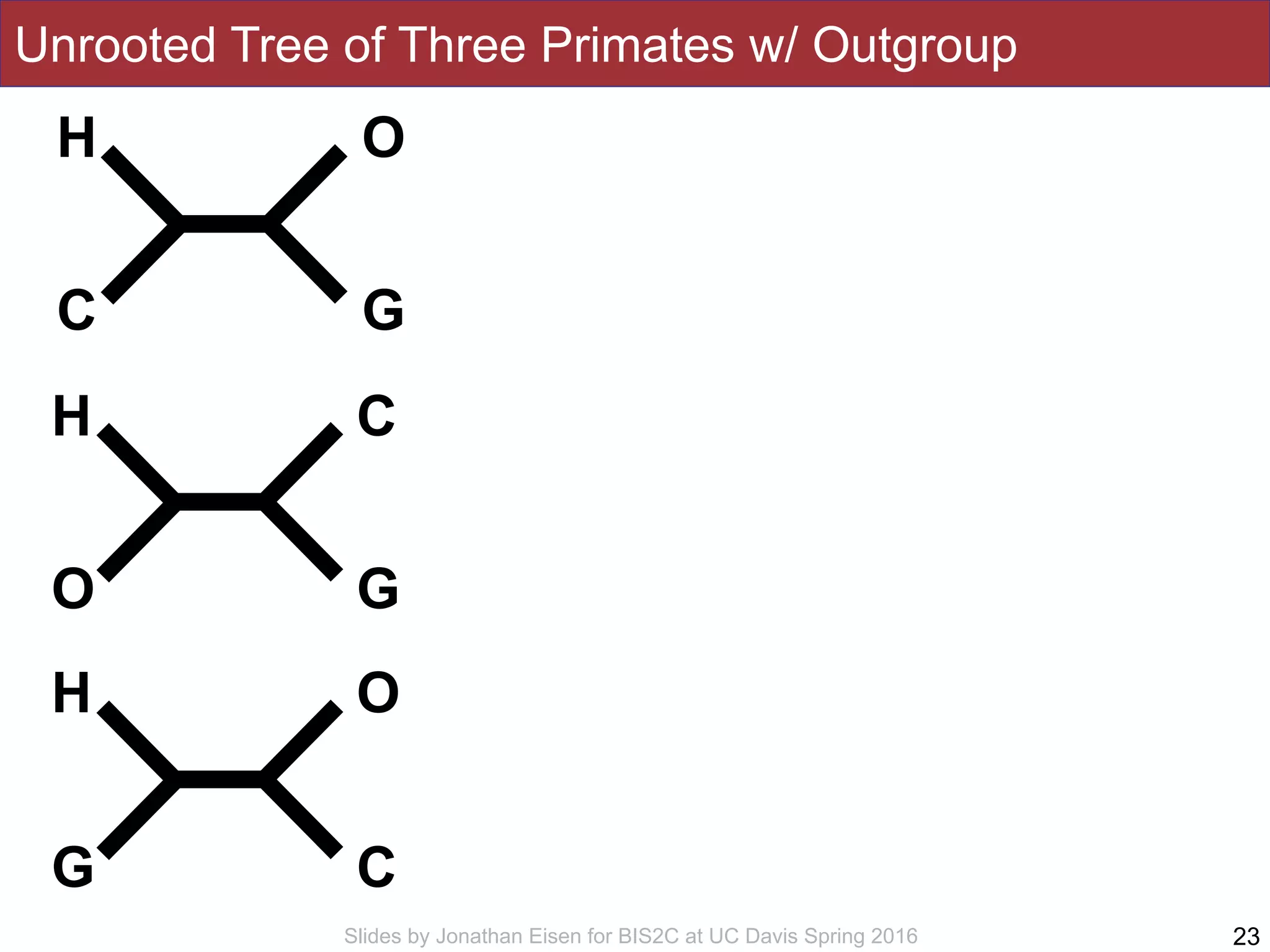 Slides by Jonathan Eisen for BIS2C at UC Davis Spring 2016
Unrooted Tree of Three Primates w/ Outgroup
23
H
C
O
G
H
O
C
G
H
G
O
C
 